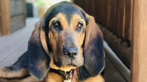 A black and tan dog from the Humane Society, peacefully laying on a wooden deck overlooking the mountains.